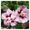 Hibiscus syriacus "Lady Stanley" - Mályvacserje