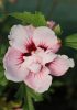 Hibiscus syriacus "Lady Stanley" - Mályvacserje