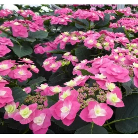   Kerti hortenzia - Hydrangea macrophylla 'Flame Hot Pink" - Cs12