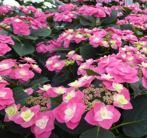 Kerti hortenzia - Hydrangea macrophylla 'Flame Hot Pink" - Cs12