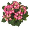 Kerti hortenzia - Hydrangea macrophylla 'Flame Hot Pink" - Cs12