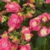 Kerti hortenzia - Hydrangea macrophylla 'Flame Hot Pink" - Cs12