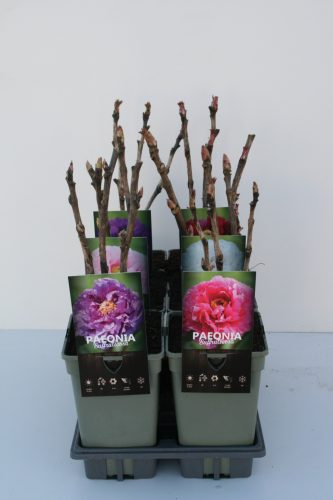 Lila fás szárú Bazsarózsa - Paeonia suffruticosa
