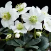 Hunyor - Helleborus Niger "Christmas Carol"