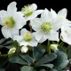 Hunyor - Helleborus Niger "Christmas Carol"