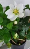 Hunyor - Helleborus Niger "Christmas Carol"