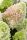 Bugás hortenzia - "Little Fresco" - Hydrangea Paniculata