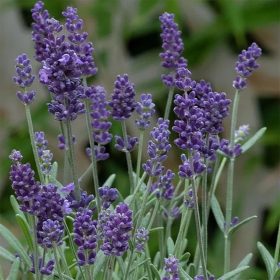 Levendula - Lavandula angustifolia "Ardéche Blue"