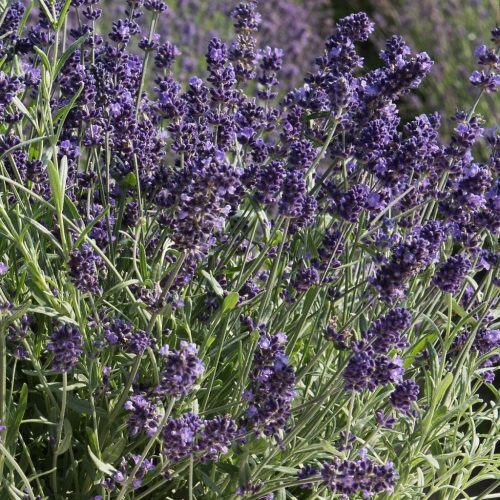 Levendula - Lavandula angustifolia "Ardéche Blue"