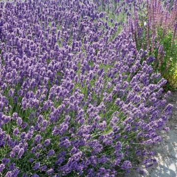 Levendula - Lavandula angustifolia "Ardéche Blue"