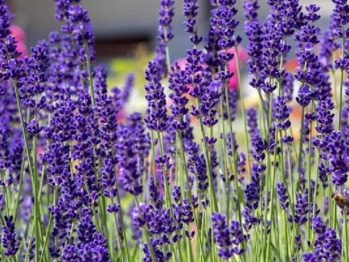 Levendula - Lavandula angustifolia "Ardéche Blue"