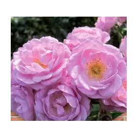Futórózsa - Rosa "lavender Queen"