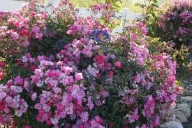 Futórózsa - Rosa "lavender Queen"