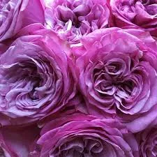 Futórózsa - Rosa "lavender Queen"