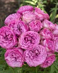 Futórózsa - Rosa "lavender Queen"