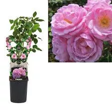 Futórózsa - Rosa "lavender Queen"