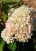 Bugás hortenzia - "Little Fresco" - Hydrangea Paniculata