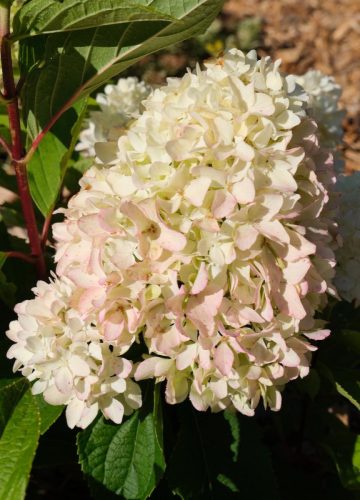Bugás hortenzia - "Little Fresco" - Hydrangea Paniculata