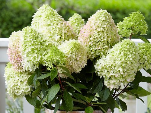 Bugás hortenzia - "Little Fresco" - Hydrangea Paniculata