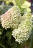 Bugás hortenzia - "Little Fresco" - Hydrangea Paniculata