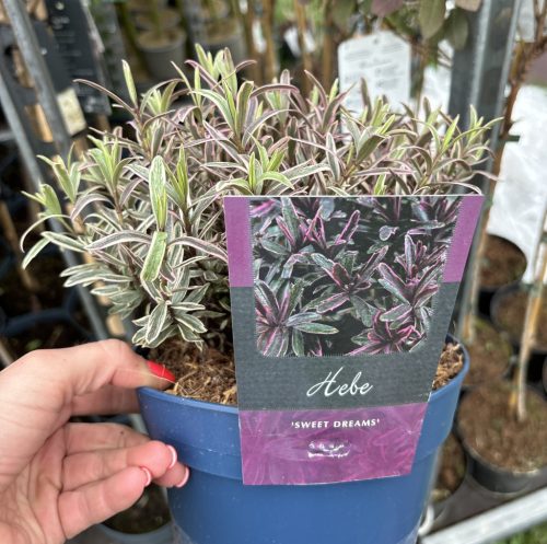 Örökzöld Veronika cserje - Hebe "Sweet Dreams"