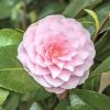 Camellia Japonica " Uso Otome" - Japán Kamélia