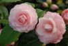Camellia Japonica " Uso Otome" - Japán Kamélia
