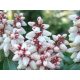 Japán babérhanga - Pieris japonica " Bonfire"