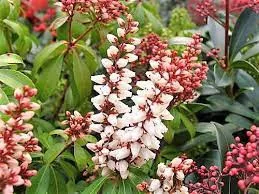 Japán babérhanga - Pieris japonica " Bonfire"