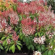 Japán babérhanga - Pieris japonica " Bonfire"