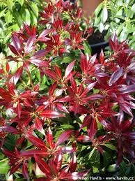 Japán babérhanga - Pieris japonica " Bonfire"