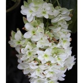   Tölgylevelű hortenzia " Snow Giant" - Hydrangea quercifolia