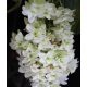 Tölgylevelű hortenzia " Snow Giant" - Hydrangea quercifolia