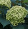 Cserjés hortenzia "Sublime Annabelle" - Hydrangea Arborescens K3