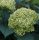 Cserjés hortenzia "Sublime Annabelle" - Hydrangea Arborescens K3