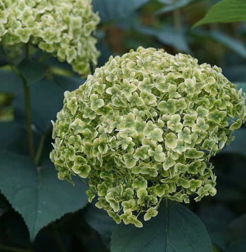 Cserjés hortenzia "Sublime Annabelle" - Hydrangea Arborescens K3