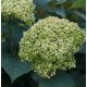 Cserjés hortenzia "Sublime Annabelle" - Hydrangea Arborescens K3