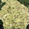 Cserjés hortenzia "Sublime Annabelle" - Hydrangea Arborescens K3