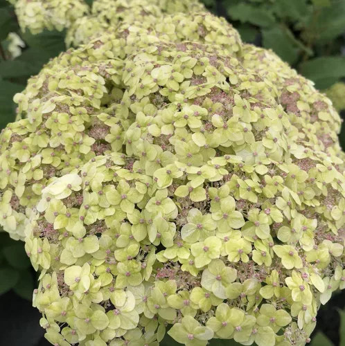 Cserjés hortenzia "Sublime Annabelle" - Hydrangea Arborescens K3