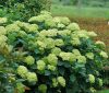 Cserjés hortenzia "Sublime Annabelle" - Hydrangea Arborescens K3