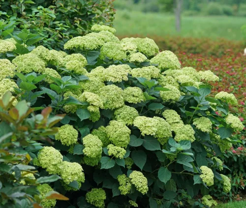 Cserjés hortenzia "Sublime Annabelle" - Hydrangea Arborescens K3