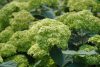 Cserjés hortenzia "Sublime Annabelle" - Hydrangea Arborescens K3