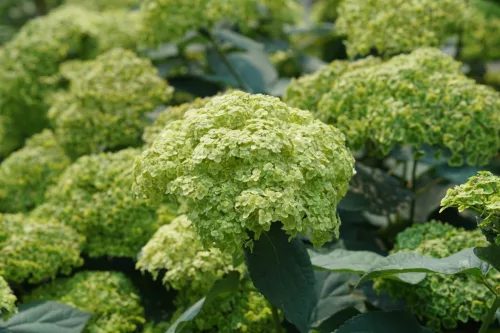 Cserjés hortenzia "Sublime Annabelle" - Hydrangea Arborescens K3