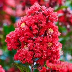   Kínai selyemmírtusz - Lagerstroemia indica "Red" Cs9