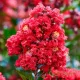 Kínai selyemmírtusz - Lagerstroemia indica "Red" Cs9