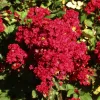 Kínai selyemmírtusz - Lagerstroemia indica "Red" Cs9