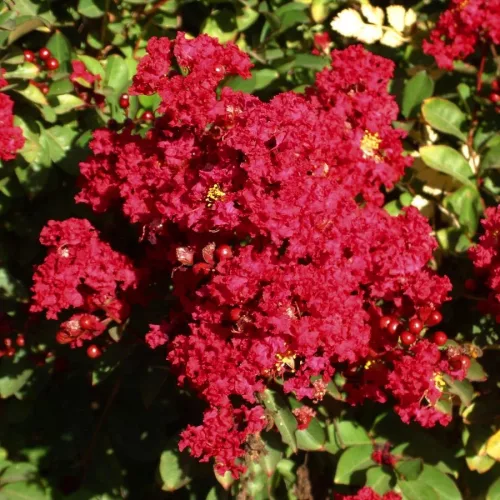 Kínai selyemmírtusz - Lagerstroemia indica "Red" Cs9