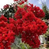 Kínai selyemmírtusz - Lagerstroemia indica "Red" Cs9