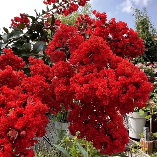 Kínai selyemmírtusz - Lagerstroemia indica "Red" Cs9