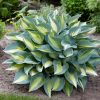 Árnyékliliom - Hosta 'Catherine"